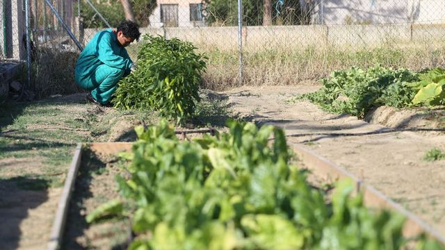 Las encuestas sobre Castilla y León