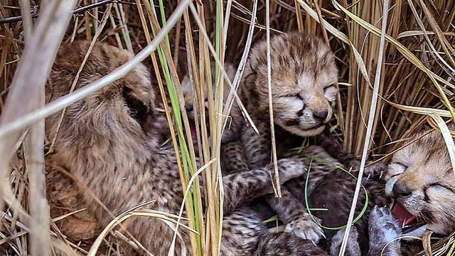 2 Cubs Born To Cheetah Neerva Found Dead At Kuno National Park