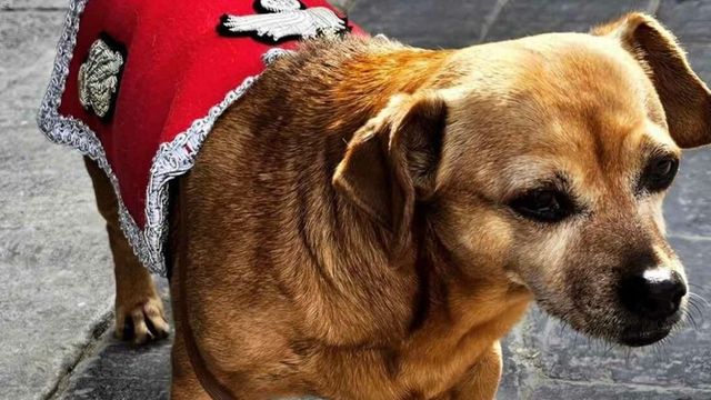 L’ultima sfilata, poi il meritato riposo: oggi va in pensione Briciola, la mascotte dei carabinieri