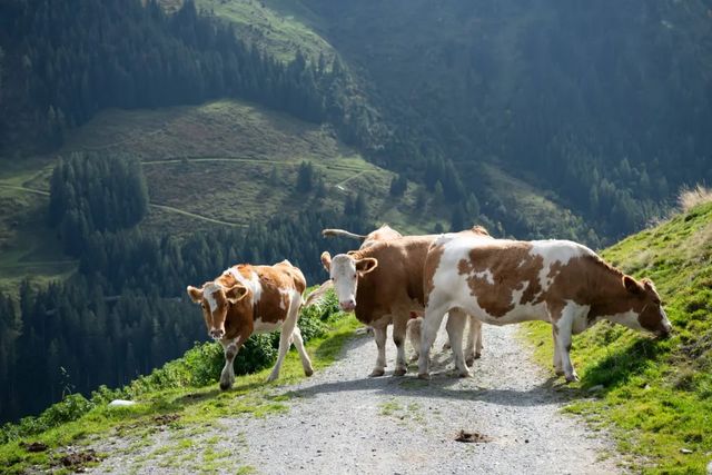 O femeie a murit după ce a fost atacată de o turmă de vaci în Austria