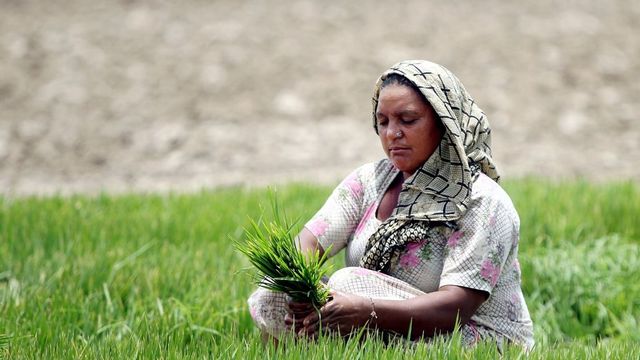 Centre clears minimum support price for 14 Kharif crops