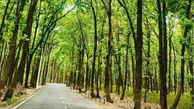 Uttarakhand Government sitting like mute spectator, says Supreme Court on grabbing of forest land