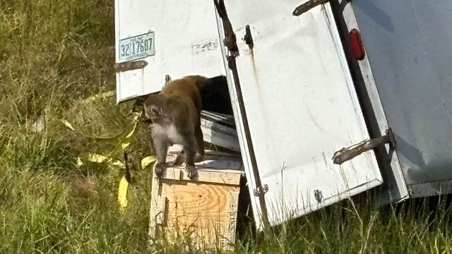 Fertőzött laboratóriumi majmok szöktek meg egy autóbaleset után Mississippiben