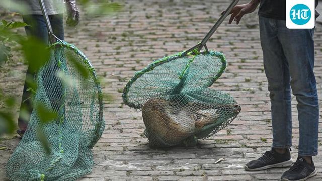 Stray dogs to be sent to shelters as top court orders their removal from hospitals, railway stations, and…