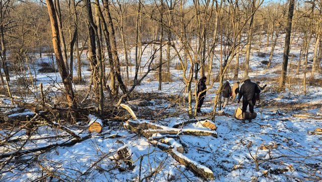 Peste o mie de arbori tăiați ilegal, depistați în urma controlului inopinat la Ocolul Silvic Ghidighici