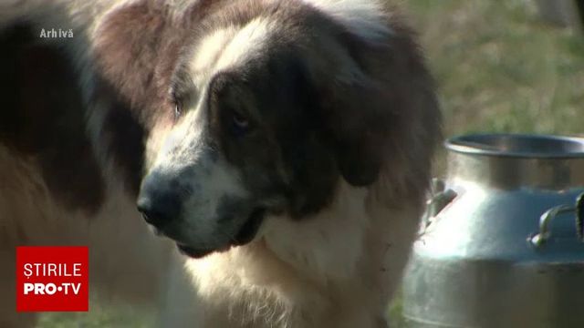 Copil sfâșiat de câine la o stână din județul Buzău. Teo ar fi împlinit 4 ani luna viitoare
