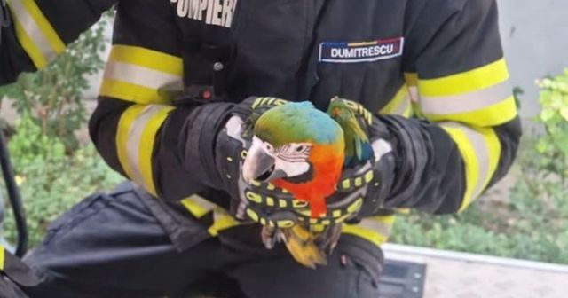 Pui de papagal, recuperat de pompierii din Tulcea după ce a evadat din apartament