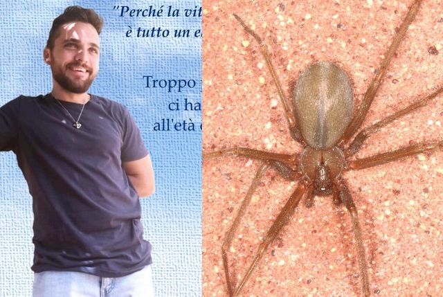 Bari, un 23enne muore dopo essere stato morso da un ragno violino