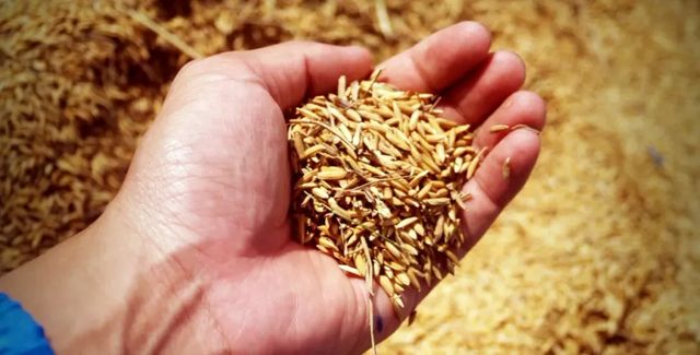 Comisia Europeana ridica restrictiile impuse importurilor de cereale ucrainene, dar pune conditii Kievului