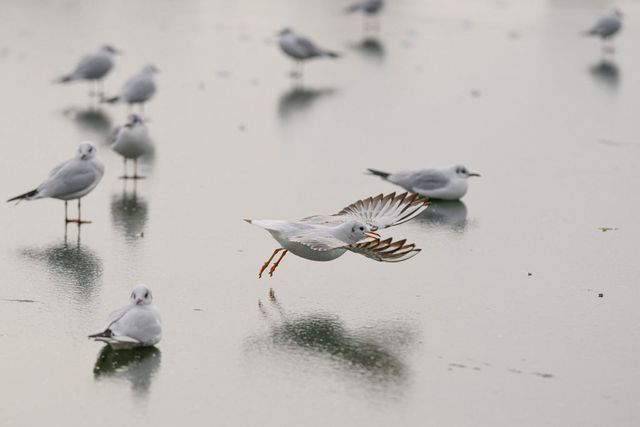 Minus 20 de grade și încă patru zile de ger continuu în România