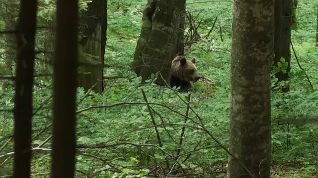 Un tânăr de 28 de ani, atacat de o ursoaică în timp ce își căuta un animal rătăcit prin pădure, în Maramureș