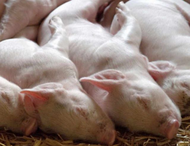 Свиневъдите искат спешна среща с премиера и земеделския министър