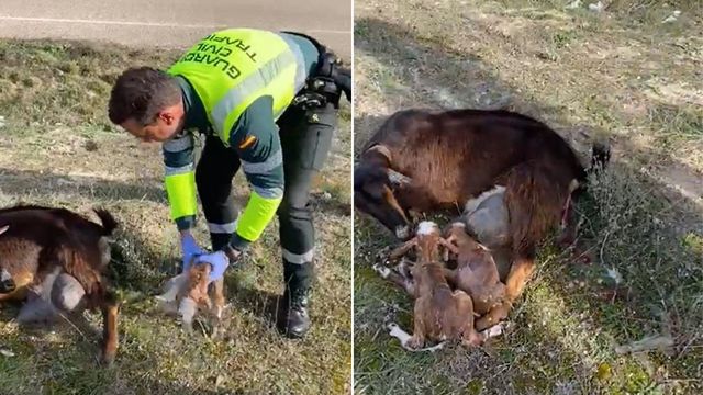La Guardia Civil asiste el parto de una cabra en una carretera en Valladolid
