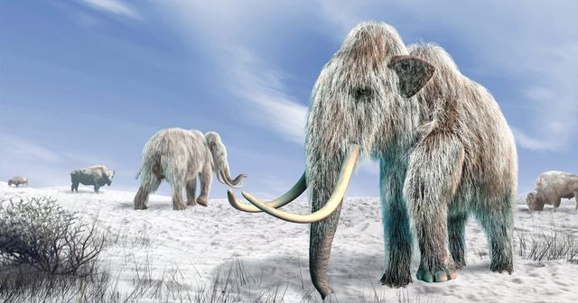 Firma vyrobila karbanátek z dávno vyhynulého mamuta