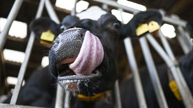 Hivatalosan is elmúlt a ragadós száj- és körömfájás Magyarországon