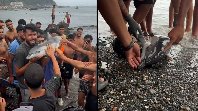 Indignación en Ceuta tras la muerte de una cría de delfín a manos de un grupo de inmigrantes en la playa del Trampolín