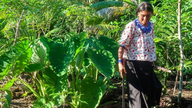 Pueblos Indígenas: Claves para salvar al mundo de la crisis climática, pero escasamente escuchados