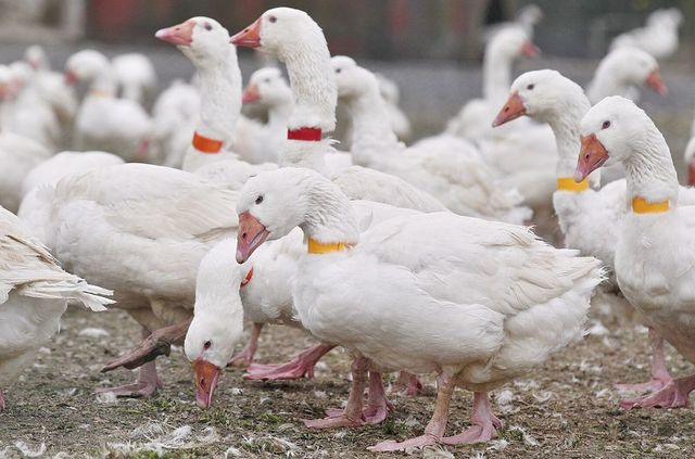 Ve středních Čechách je ptačí chřipka, 700 hus a 300 slepic bude utraceno