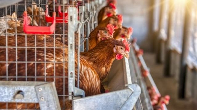 Castilla-La Mancha ampliará a sus 919 municipios el confinamiento de aves de corral por el brote de gripe aviar