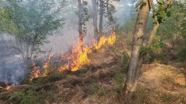 Incendiu de vegetație pe 42 de hectare, în Giurgiu, provocat de un foc lăsat nesupravegheat