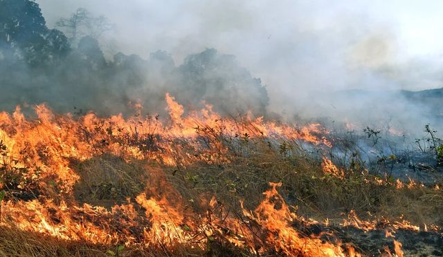 Risc crescut de izbucnire a incendiilor de vegetație