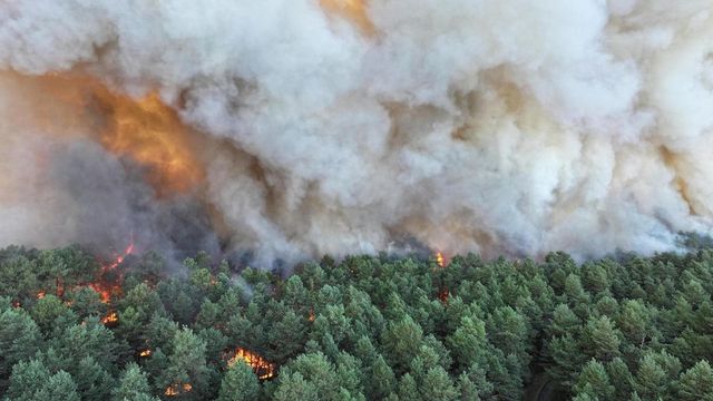 Francia, incendio nella foresta di Fontainebleau: 800 ettari bruciati