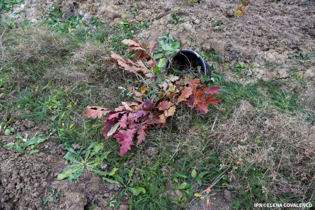 Plantarea arborilor, planificată pentru 1 martie, se amână din cauza condițiilor meteo