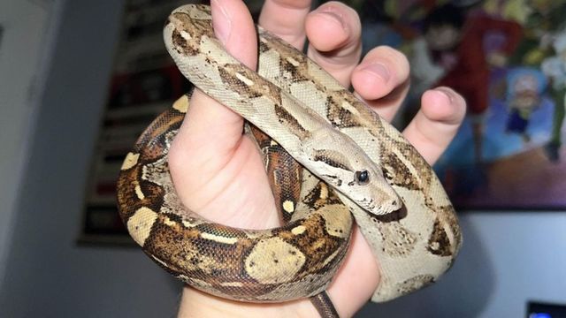 Crescătorie ilegală de reptile în 12 metri pătrați, descoperită într-un apartament din Bihor