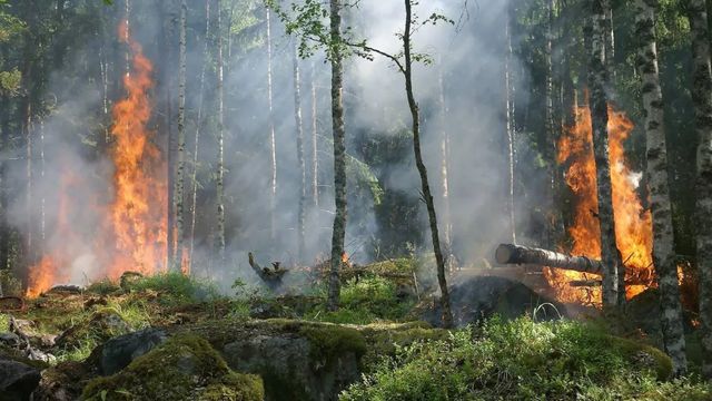 Los nuevos incendios causados por el cambio global reducen la abundancia y diversidad de las plantas leñosas