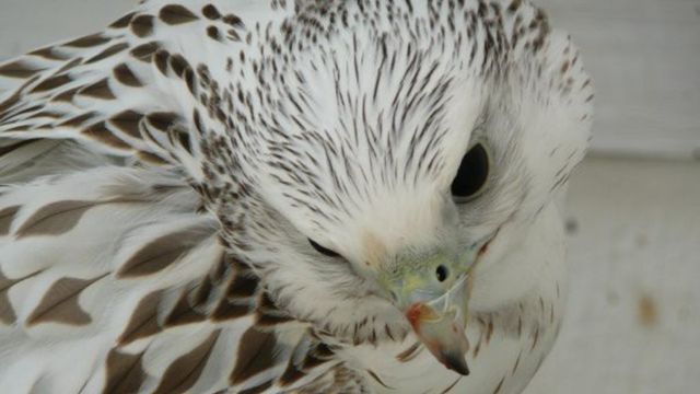 Екип на РИОСВ - София спаси кукумявка, попаднала в комин