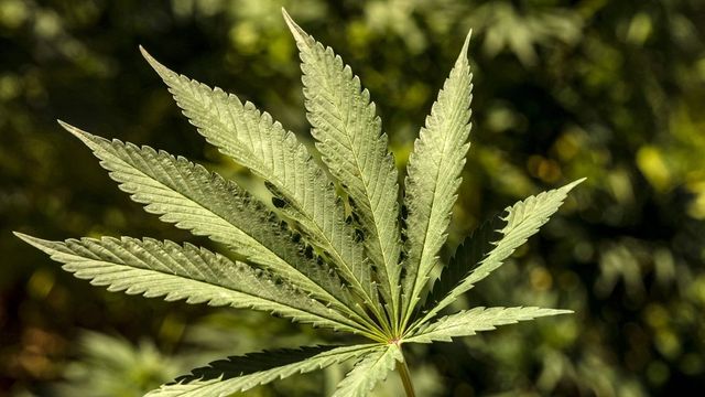 Brazil’s court decriminalises possession of marijuana for personal use