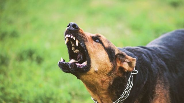 Bărbat reținut la Deva după ce câinele său a mușcat o femeie