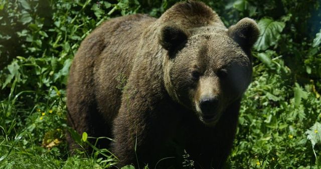 Nicușor Dan a atacat la CCR legea care dubla cota de urși care puteau fi împușcați, de la 400 la peste 800