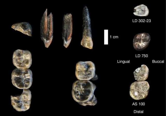 Descubren en Etiopía los restos de una nueva especie de homínido no identificada hasta ahora