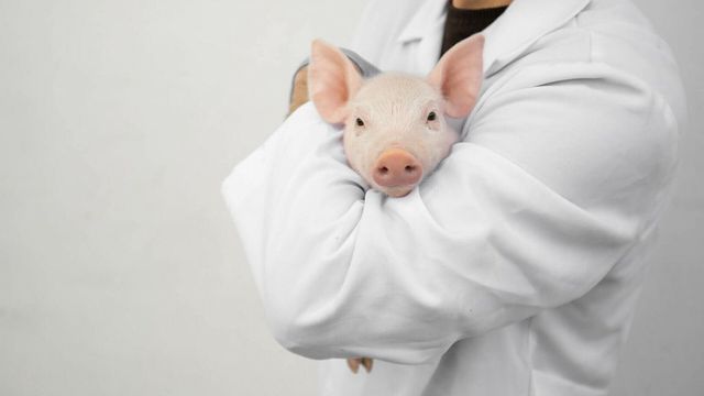 Primul pacient din lume căruia medicii i-au transplantat un rinichi de porc modificat genetic a murit