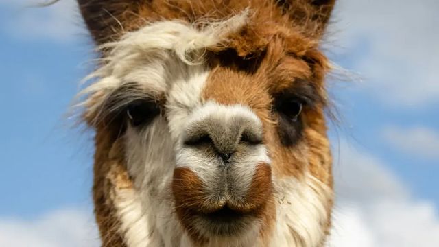 Lám, a Havannán, Budapesten is szaladgálhat kóbor láma – videó