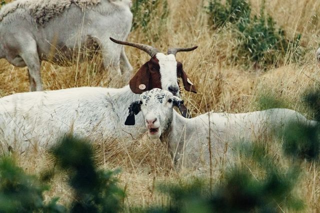Carantină națională timp de 30 de zile pentru oi și capre. Ce interdicții au primit crescătorii de ovine și caprine