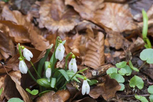 Cum va fi vremea în perioada 3 - 16 februarie 2025. Meteorologii au emis prognoza meteo pentru următoarele două săptămâni