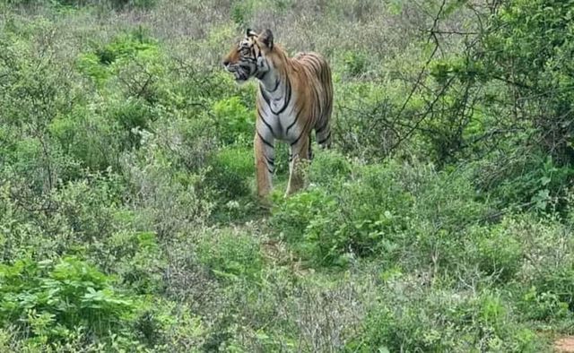 Man-Eater Tiger Found Dead With Injuries In Wayanad