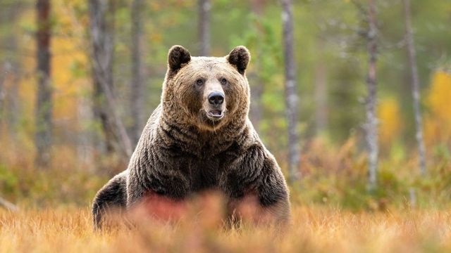 Ez már hivatalos: újra meghonosodtak a barnamedvék Magyarországon