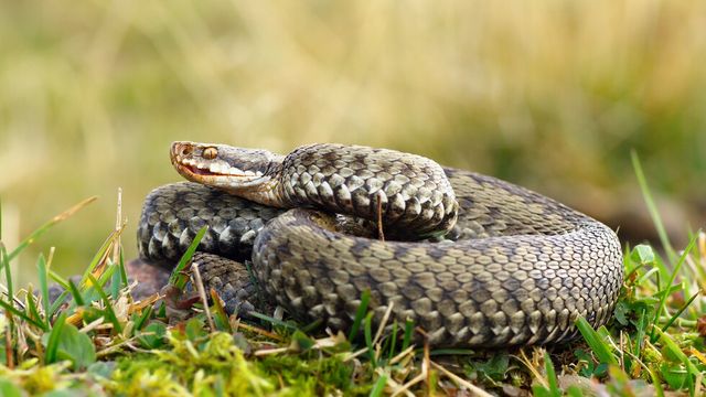 Мъж се похвали, че гледа 200 пепелянки, прокуратурата във Велико Търново разследва