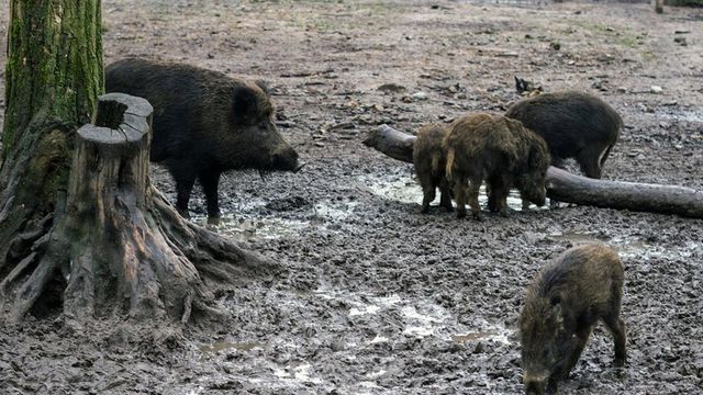 El Gobierno confirma 4 casos más de peste porcina en jabalíes de Barcelona
