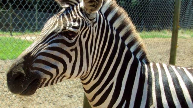 Primul pui de zebră născut la Zoo Brașov. Turișii, invitați să îi aleagă un nume