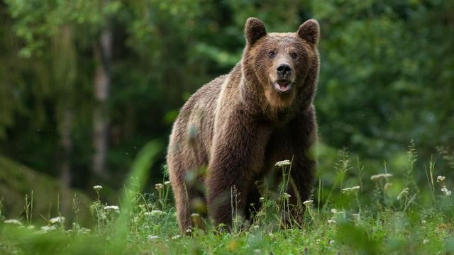 Un bărbat de 74 de ani a fost atacat de urs, după ce mașina în care se afla a lovit animalul