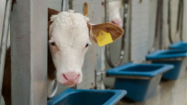 321 „виртуални“ животни откри БАБХ във ферми в Смолянско