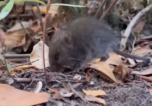 El ratón colilargo no sabe nadar: dudas y miedos sobre el transmisor del hantavirus