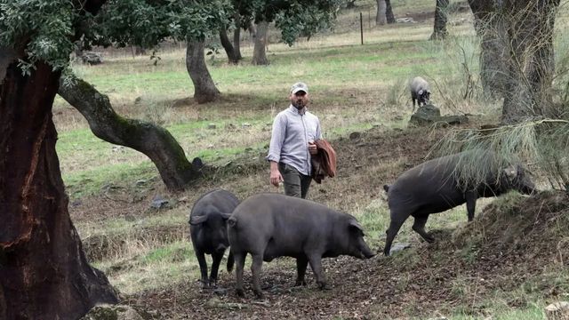 Ganaderos extremeños se benefician de la ayuda extraordinaria por la sequía y la guerra