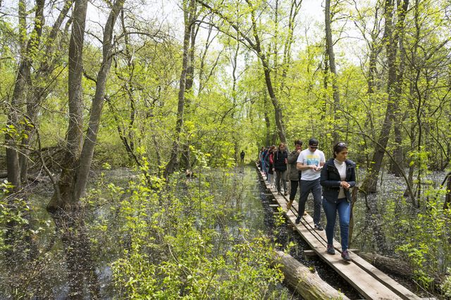 Parlamentarii USR au depus un proiect de lege care va permite accesul românilor în pădurile din țară
