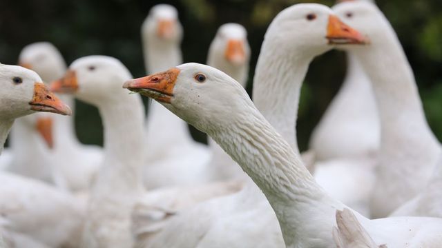 3831 tömőludat kellett leölni madárinfluenza miatt egy hajdú-bihari városban