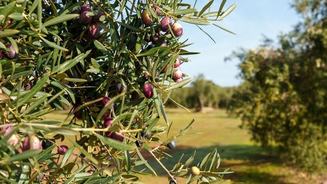 El acuerdo entre UE y Mercosur alarma al sector agrario